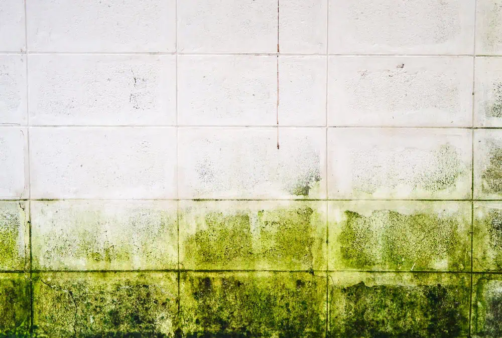 A white wall with a grid pattern shows visible signs of green moss or algae growth along the bottom half, highlighting moisture accumulation. The upper portion remains relatively clean. A thin vertical line runs down the center, reminiscent of thorough deep cleaning DuPage County services for commercial properties.