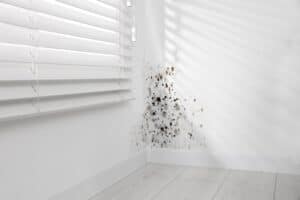 A white room with sunlight streaming through partially open blinds. In the corner, black mold mars the lower part of the wall, creeping onto the baseboard and light-colored floor. This is a scenario where Residential Cleaning DuPage County could make a significant difference.